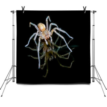 Yellow Sac Spider Over Black Background Fleece Backdrop