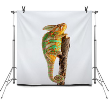 Yemen Chameleon  Fleece Backdrop