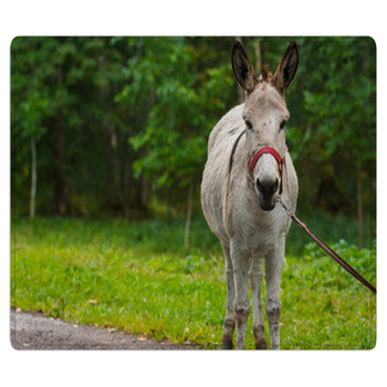 Young Donkey Portrait On A Sunny Day Area Rug
