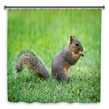 Young Eastern Fox Squirrel Custom Size Shower Curtain