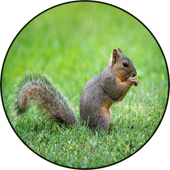 Young Eastern Fox Squirrel (Sciurus Niger) Round Rug