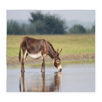 Young Fertile Donkey Drinking Water Custom Size Floor Mat