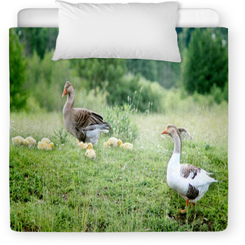Young Goslings With Parents On The Toddler Comforter