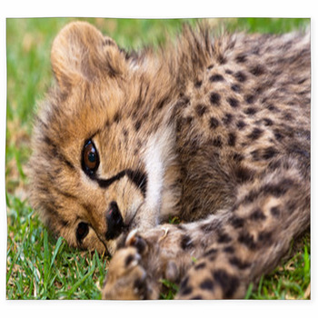 Young Leopard Baby Custom Size Floor Mat