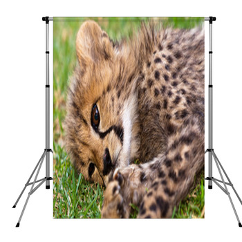Young Leopard Baby Pole Pocket Backdrop