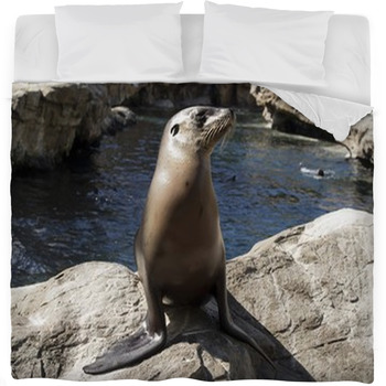 Young Seal On Rocks Fleece Bed Blanket