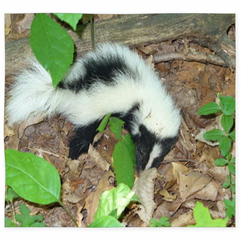 Young Skunk Custom Size Floor Mat