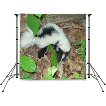 Young Skunk Pole Pocket Backdrop