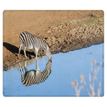 Zebra Rugs