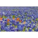 Texas Bluebonnets Duvet Cover