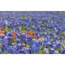 Texas Bluebonnets Duvet Cover