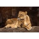 Animal - African Lion (panthera Leo Krugeri) Area Rug