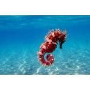 Mediterranean Seahorse Hippocampus Guttulatus Shower Curtain