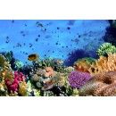 Colorful Coral Reef At The Bottom Of Tropical Sea Red Sea Comforter