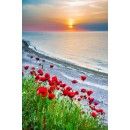 Red Poppies Field Black Sea Vama Veche Romania Custom Size Window Curtain