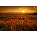 Poppy Field at Sunset Curtains